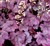 1111111111Heuchera 'Plum Royale'.jpg