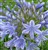 Agapanthus 'Silver Moon'1 - Kopia.jpg