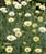 Anthemis 'Susanna Mitchell' - Kopia.jpg