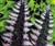 Athyrium_niponicum_Ursula_Red.jpg