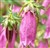 Campanula 'Wine and Rubies'.jpg