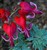 Dicentra 'Burning Hearts'.jpg