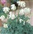 Dicentra 'Ivory Hearts'.jpg