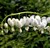 Dicentra spectabilis 'Alba'.jpg