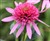 Echinacea Double Scoop 'Bubble Gum'.jpg