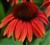 Echinacea 'Sundown'.jpg