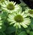 Echinacea purpurea 'Green Jewel'.JPG