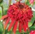 Echinacea purpurea 'Hot Papaya'.jpg