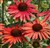 Echinacea purpurea 'Hot Summer'.jpg