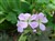 Geranium pratense 'Dark Reiter' (2).jpg