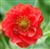 Geum 'Blazing Sunset'.jpg