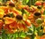 Helenium 'Can Can'.jpg