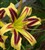 Hemerocallis 'Free Wheelin'.jpg