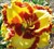 Hemerocallis 'Lady Betty Fretz'.jpg