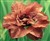 Iris sibirica 'Rigamarole'.jpg