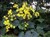 Ligularia 'Last Dance'.jpg