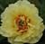 Paeonia (Itoh hybr.) 'Garden Treasure'.jpg