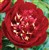 Paeonia (Lactiflora hybr.) 'Buckeye Belle'.jpg