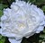 Paeonia (Lactiflora hybr.) 'White Sarah Bernhardt'.jpg