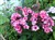 Phlox (Paniculata hybr.) 'Red Caribbean'.jpg