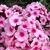 Phlox paniculata Bright Eyes.jpg