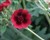 Potentilla thurberi 'Monarch's Velvet'.jpg