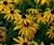 Rudbeckia fulgida 'Goldsturm'.jpg