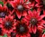 Rudbeckia hirta 'Cherry Brandy'.jpg