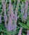 Veronicastrum virginicum Fascination.jpg