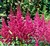 astilbe maggie daley - Kopia.jpg