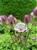 astrantia major 'Rosea' - Kopia.jpg