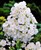 phlox-paniculata-white-admiral.jpg