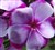 phlox 'Flare Blue'.jpg