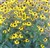 rudbeckia triloba Brown Eyed Susan 1.jpg